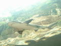 Thumbnail image of item number 1 in: '[Shark swims against a background of rock]'.
