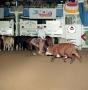 Photograph: [Cutting Horse Competition: Brilliant Lil Lena #1]