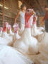 Thumbnail image of item number 1 in: '[Turkeys and workers at Hayes farm in Mansfield]'.