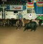 Photograph: [Cutting Horse Competition: Shatari Lena #3]