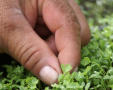 Thumbnail image of item number 1 in: '[Close-up of fingers grasping micro vegetables]'.
