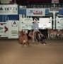 Photograph: [Cutting Horse Competition: Shatari Lena #6]