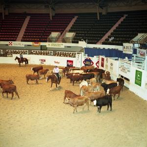 Cutting Horse Competition: Image 1991_D-2_02