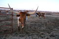 Primary view of [Longhorn looks straight into the camera]